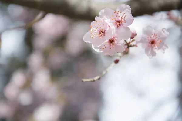 Árvore de flores sobre o fundo da natureza / Flores da primavera / Fundo da primavera — Fotografia de Stock