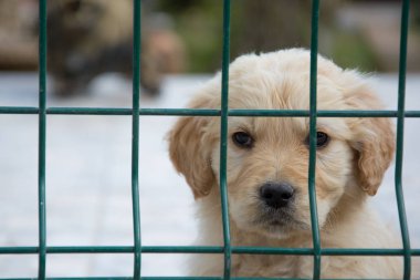 Çitin arkasında oturmuş parmaklıkların ardına bakan sevimli bir Labrador Retriever köpeği. Yavru köpekler yumuşak kürk ve masum gözler, evcil hayvanlardaki masumiyet ve sadakatin özünü yakalamak için mükemmel bir sahne yaratırlar..