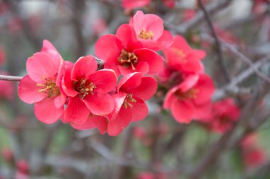 Doğanın arka planında çiçek ağacı
