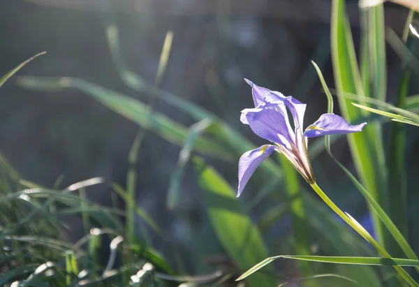 Hermoso iris púrpura salvaje — Foto de Stock