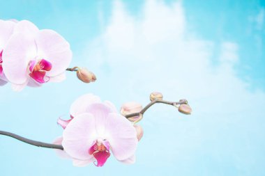 güzel orkide çiçek