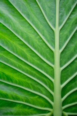 Canlı yeşil bir tropikal yaprağın yakın çekimi, karmaşık dokusunu ve doğal yapısını gözler önüne seriyor. Zengin yeşil renk ve ayrıntılı damarlar, doğanın güzelliğini vurgulayan çarpıcı bir görüntü yaratır.