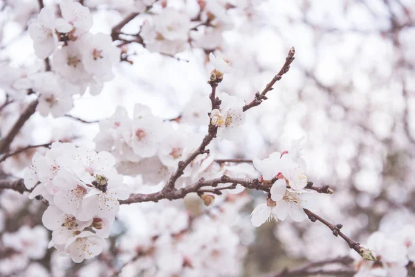 Flor Primavera Bonita Levemente Borrada — Fotografia de Stock