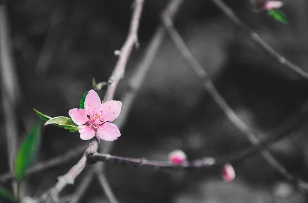 Árvore Flores Sobre Fundo Natureza Flores Primavera Primavera — Fotografia de Stock