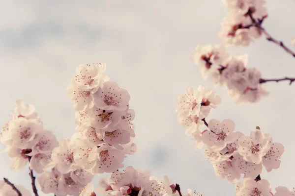 Flor Primavera Bonita Levemente Borrada — Fotografia de Stock