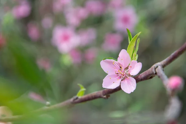 Árvore Flores Sobre Fundo Natureza Flores Primavera Primavera — Fotografia de Stock