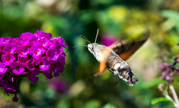 Hummingbird hawk-moth flying around flower