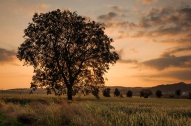 Mısır alanının üstündeki günbatımı