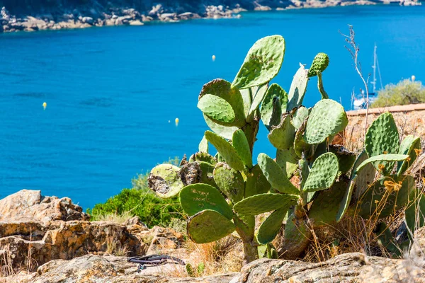 Kaktus z morzem Corsica — Zdjęcie stockowe