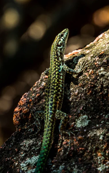 Small lizard on the stone