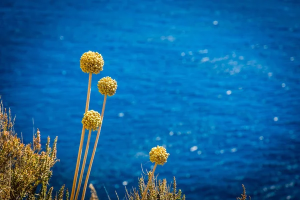 Florecen cerca del mar — Foto de Stock