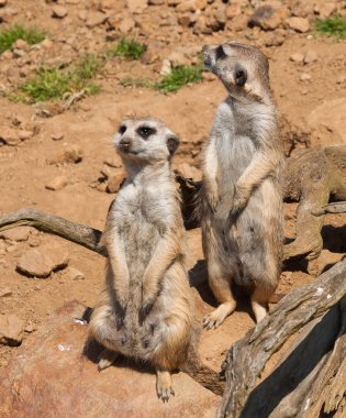 Meerkat izliyor ve Safari'de koruma