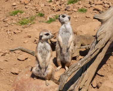 Meerkat izliyor ve Safari'de koruma