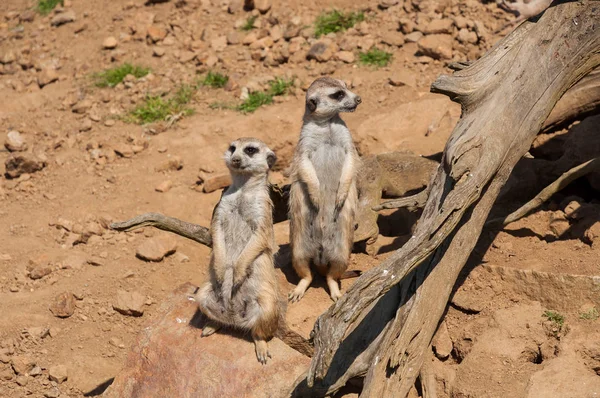 O meerkat assistindo e guardando em safari — Fotografia de Stock