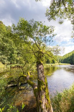 Nehir orman ağaçları, ahşap, bitkiler ve yaz bulutlar ile.