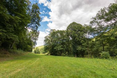 Orman ağaçları, ahşap, bitkiler ve yaz bulutlar ile yolda.