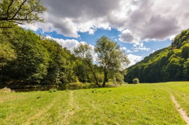 Orman ağaçları, ahşap, bitkiler ve yaz bulutlar ile yolda.
