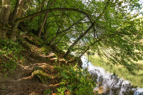 River in the forest with trees, wood, plants and summer clouds. — Stock Photo, Image