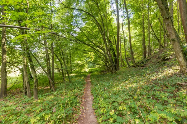Estrada na floresta com árvores, madeira, plantas e nuvens de verão . — Fotografia de Stock