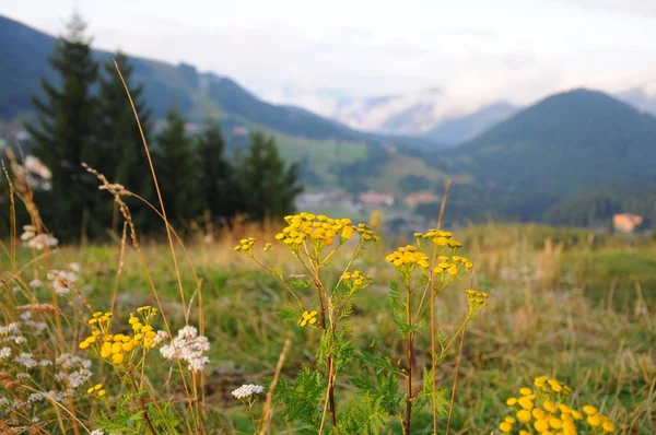 Montañas Tatra paisaje con bosque verde, nubes azules y prado — Foto de Stock