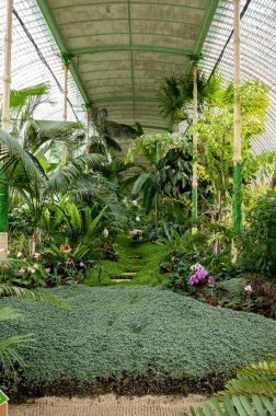 Tropic ağaçlar ve bitkiler ile tropikal sera