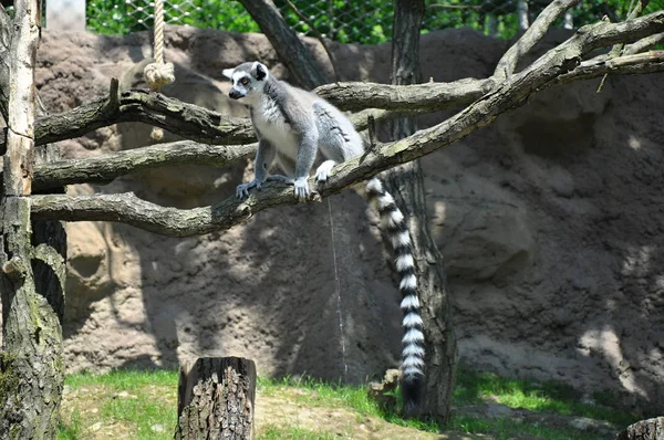 Lemur en el árbol con fondo de hierba verde —  Fotos de Stock