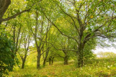 Milli Parkı, yaz gezisi ormanındaki ağaçlar yeşil ağaçlar ve yapraklar