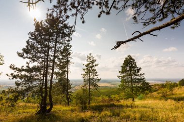 Arka plan, güzel renkler, çayır çimen ve çalılar ile güneşte ağaçlarıyla.