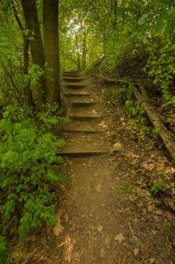Ormanda, güzel renkler, ağaçlar ve sonbahar, büyülü yumuşak renkler çimenlerde merdiven
