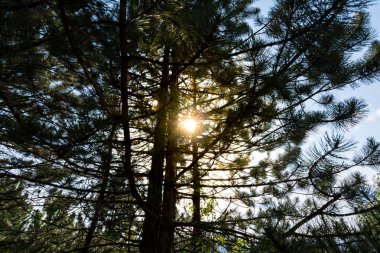 Arka plan, güzel renkler, çayır çimen ve çalılar ile güneşte ağaçlarıyla.