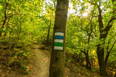 Ağacın yanında milli park yolundaki turist iz