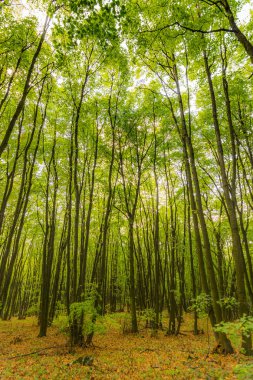 Sihirli orman güneş ışınları ile. Orman, ağaç, ot ve çalılar yolundaki. Büyülü renkleri.