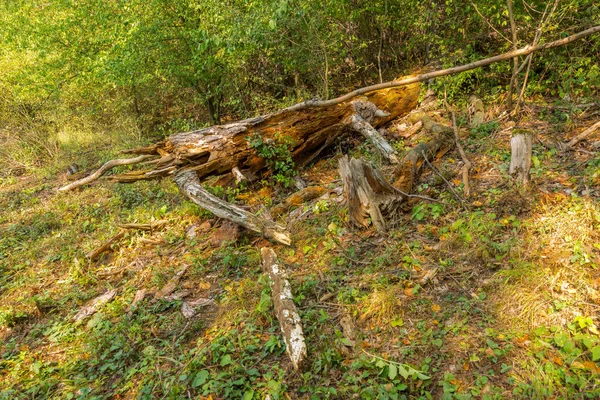 Árvore derrubada na floresta, planta morta, tronco de madeira — Fotografia de Stock