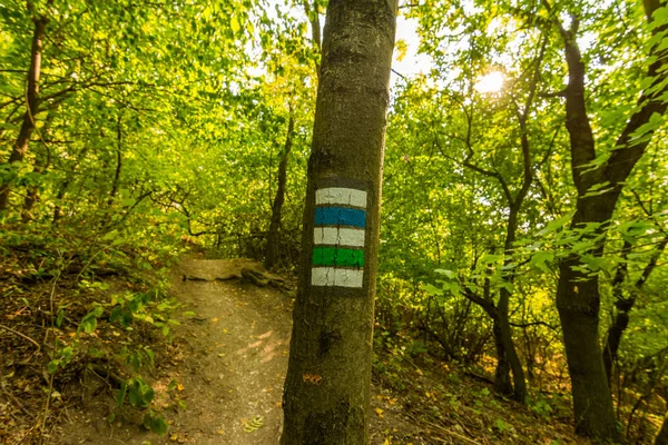 Ağacın yanında milli park yolundaki turist iz