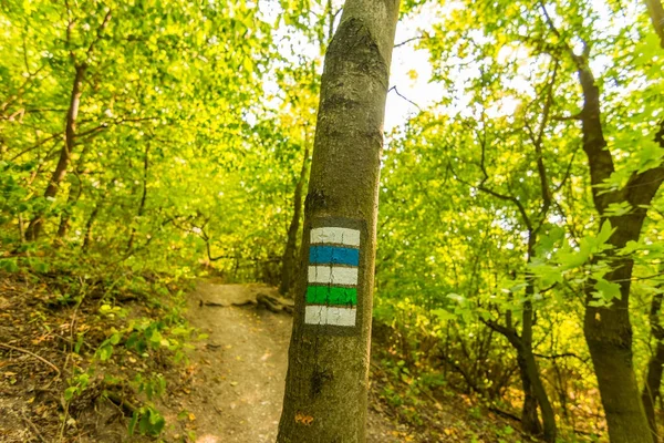 Marca turística na árvore, perto do caminho no parque nacional — Fotografia de Stock