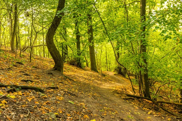 Floresta mágica com raios de sol. Caminho na floresta, árvores, grama e arbustos. Cores mágicas . — Fotografia de Stock