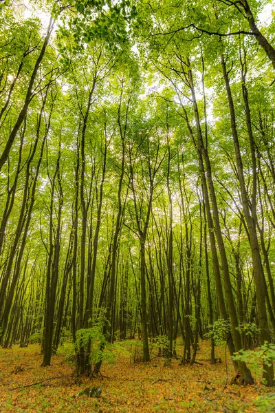 Sihirli orman güneş ışınları ile. Orman, ağaç, ot ve çalılar yolundaki. Büyülü renkleri.