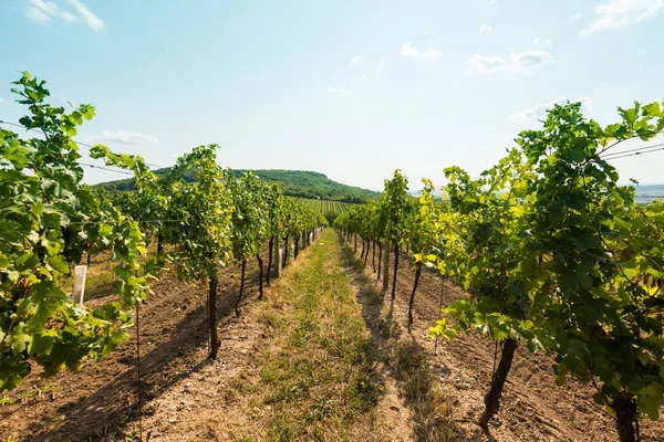 E, Çek Milli Parkı, şarap tarım ve tarım, doğa manzara yaz, mavi gökyüzünde yakın bağ — Stok fotoğraf