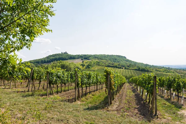 Vineyard near Palava, czech national park, wine agriculture and farming, nature landscape in summer, blue sky — Stock Photo, Image