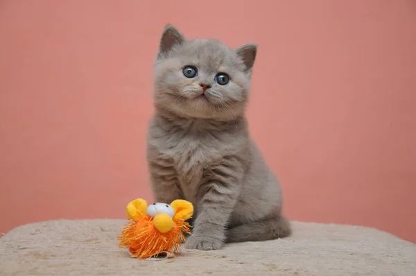 Britânico gatinho shorthair com fundo laranja, adorável e bonito bebê gatinho — Fotografia de Stock