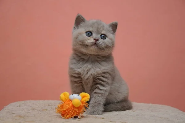 Británico taquigrafía gatito con naranja fondo, adorable y lindo bebé gatito — Foto de Stock