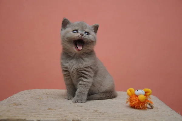 Британська короткошерста кошеня з оранжеве тло, гарна і милий дитина кошеня — стокове фото