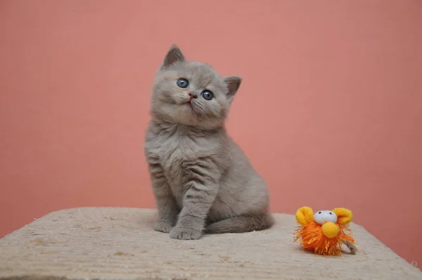 Gattino shorthair britannico con sfondo arancione, cucciolo adorabile e carino — Foto Stock