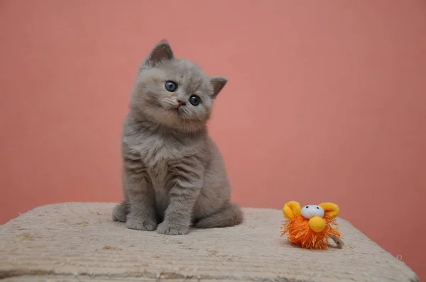 Británico taquigrafía gatito con naranja fondo, adorable y lindo bebé gatito — Foto de Stock