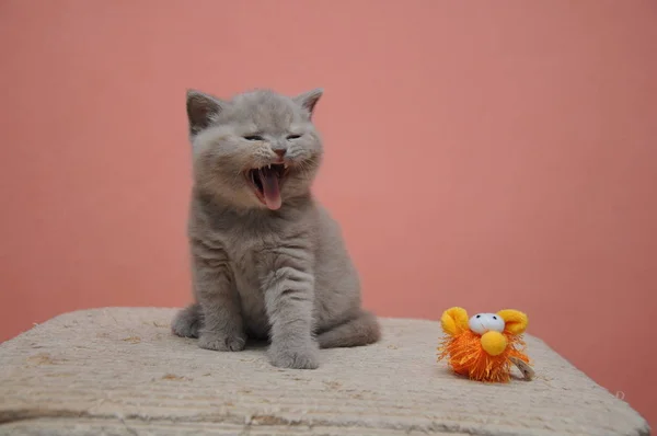 Narancssárga háttérrel, imádnivaló, és aranyos kisbaba cica brit Rövidszőrű cica — Stock Fotó