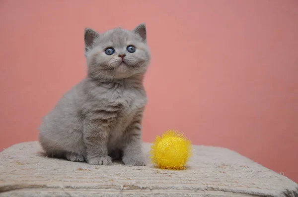 Brytyjski Stenografia kociak z pomarańczowy tło, urocze i słodkie maleństwo kociak — Zdjęcie stockowe
