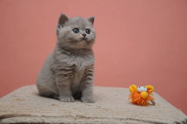 Британська короткошерста кошеня з оранжеве тло, гарна і милий дитина кошеня — стокове фото