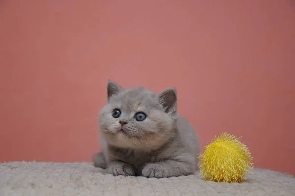 Gattino shorthair britannico con sfondo arancione, cucciolo adorabile e carino — Foto Stock