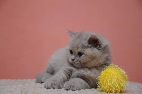 オレンジ色の背景、かわいいし、かわいい赤ちゃん子猫のブリティッシュショートヘアの子猫 — ストック写真