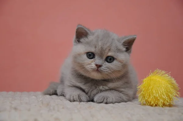 British shorthair kitten with orange background, adorable and cute baby kitten — Stock Photo, Image